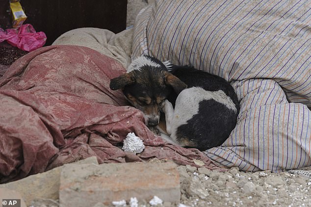 Photographs show the little dog, called Elsa, lying on dust-covered bedding in the ruins of the family's home, which was completely destroyed in the pre-dawn 'revenge' strikes.