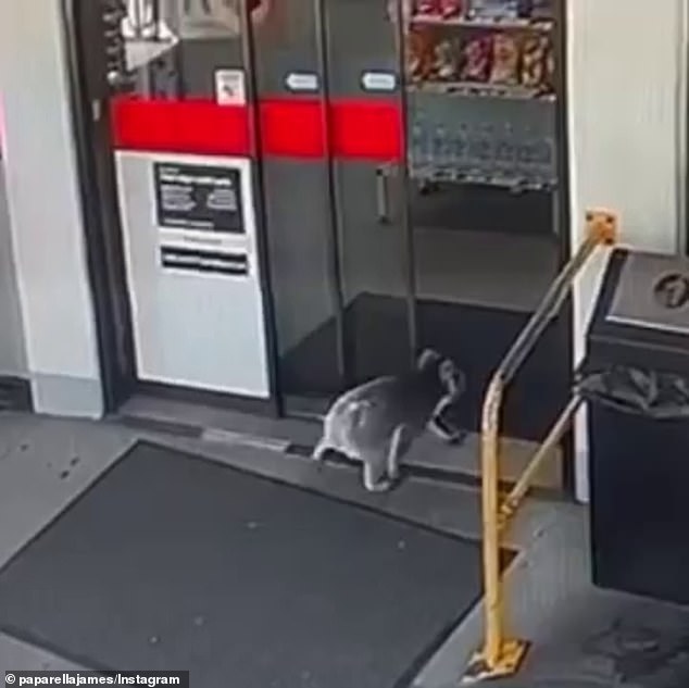 A koala has been caught on CCTV entering a Ampol petrol station in the Adelaide Hills in South Australia over the weekend