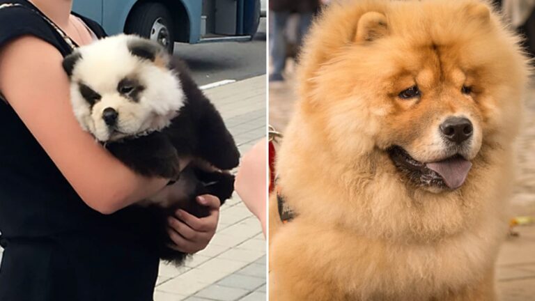 Our holiday was ruined when we posed with cute ‘panda cub’ only to find it was a DOG ‘dyed by scammers’