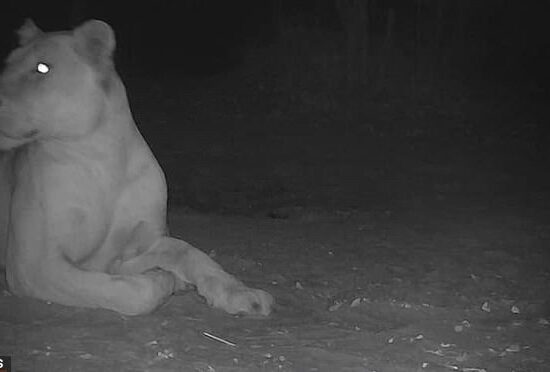 The image, captured by a remote camera in the protected area in February, was released on Thursday