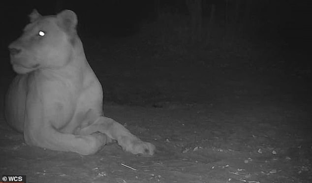 Conservationists hail lion discovery in Chad where the animals were thought to have died out