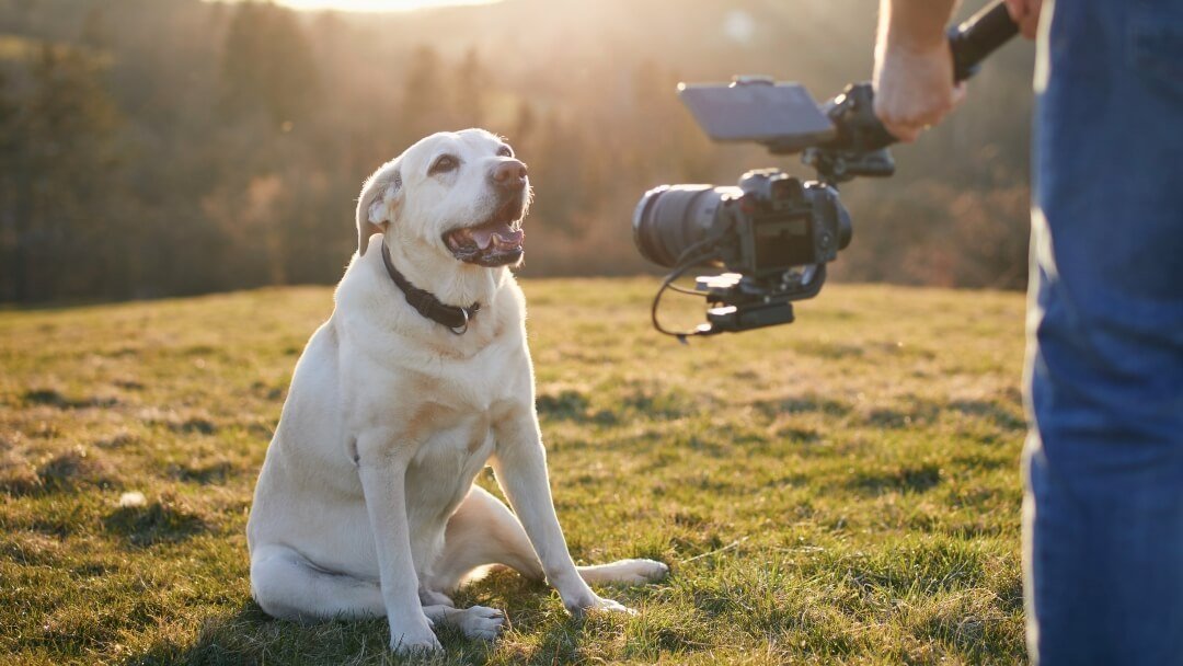 Managing Animals on Set: 7 Mistakes to Avoid