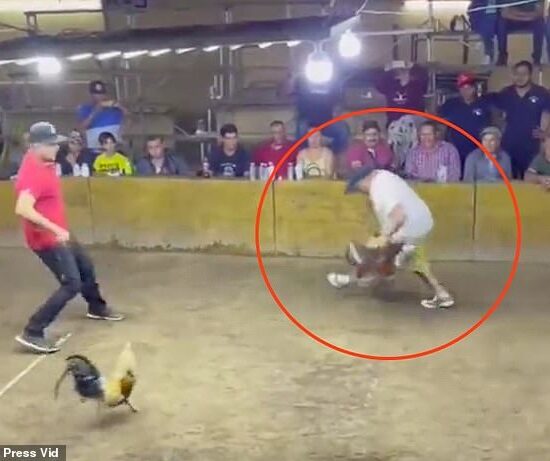 In the video, the rooster turns immediately on its owner at the start of the fight