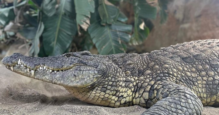 Reptile zoo Reptilia opens in London, Ont. despite city council voting down bylaw exemption – London