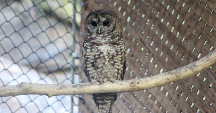 2 endangered spotted owls found dead after release into B.C. forest – BC