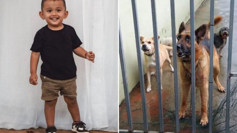 Boy, 2, mauled to death by family’s German shepherd after stumbling on top of dog that had ‘known him since birth’