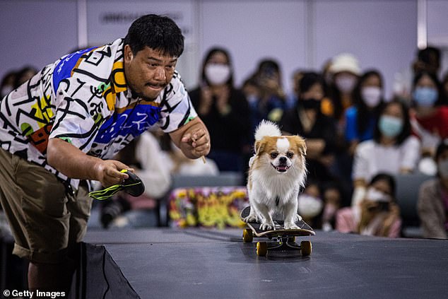 Hunter's owner releases him down a ramp on a skateboard during Thailand's Pet Expo competition