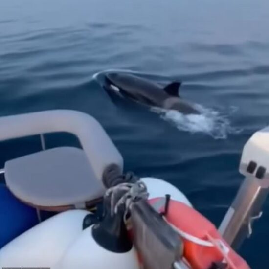 The group of predators is seen surrounding the vessel off the coast of Gibraltar before repeatedly slamming into the yacht in an attack that destroyed the rudder and pierced the hull
