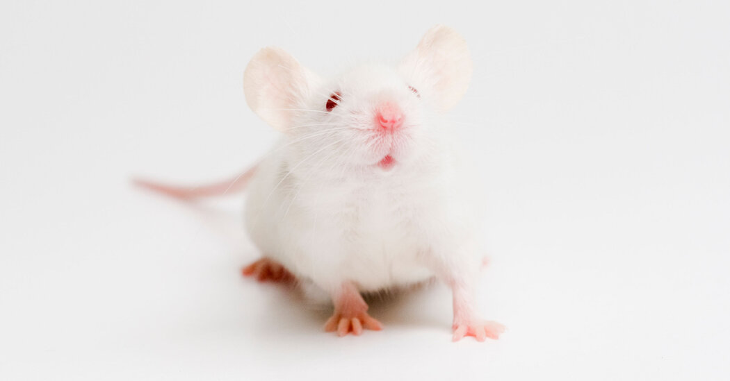 Blood of Young Mice Extends Life in the Old