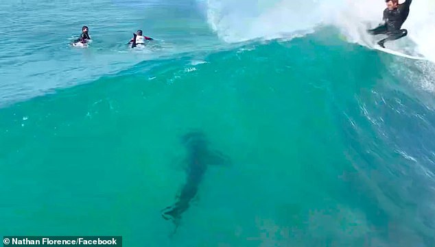 As the Great White shark heads towards two unsuspecting competitors a third surfs almost over its head unaware that it is in the wave right below him