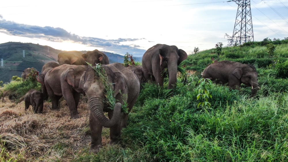 Imax Documentary ‘The Elephant Odyssey’ Shooting in China