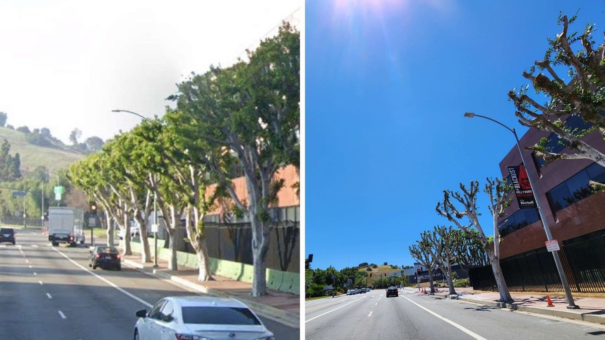 LA City Controller Investigating NBCU for Trimmed Trees Near SAG-AFTRA/WGA Picketers