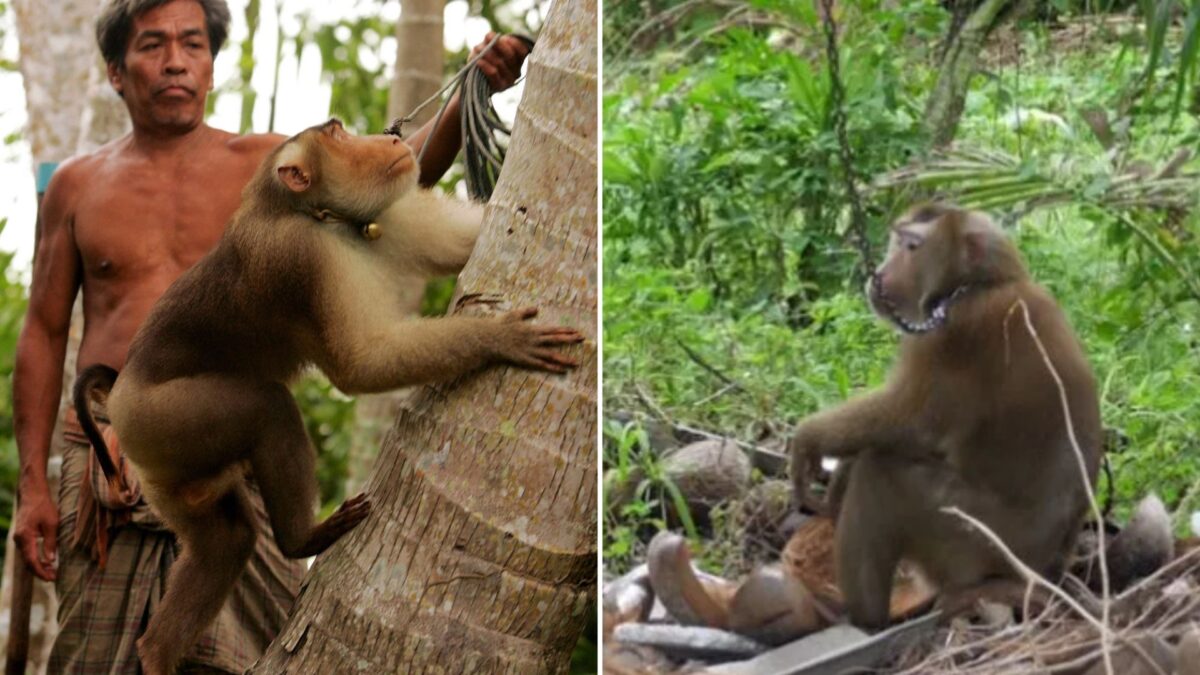 Monkeys enslaved by cruel coconut farmers who make them work in chains to meet growing demand for trendy vegan milk
