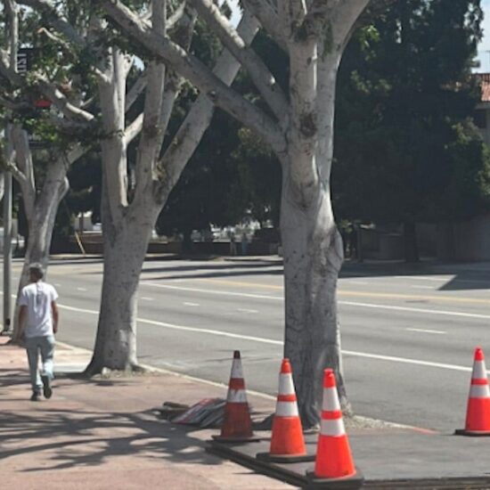 universal trees pruned strike