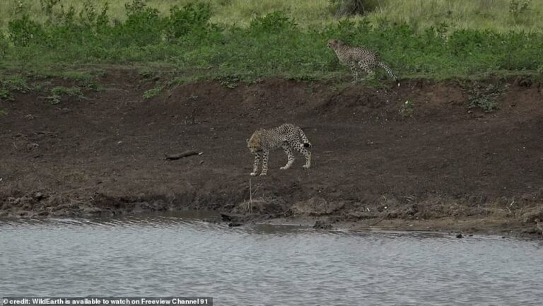 Predator becomes the prey: Cheetah is snatched by a crocodile and dragged underwater within seconds while crouching down to take a drink