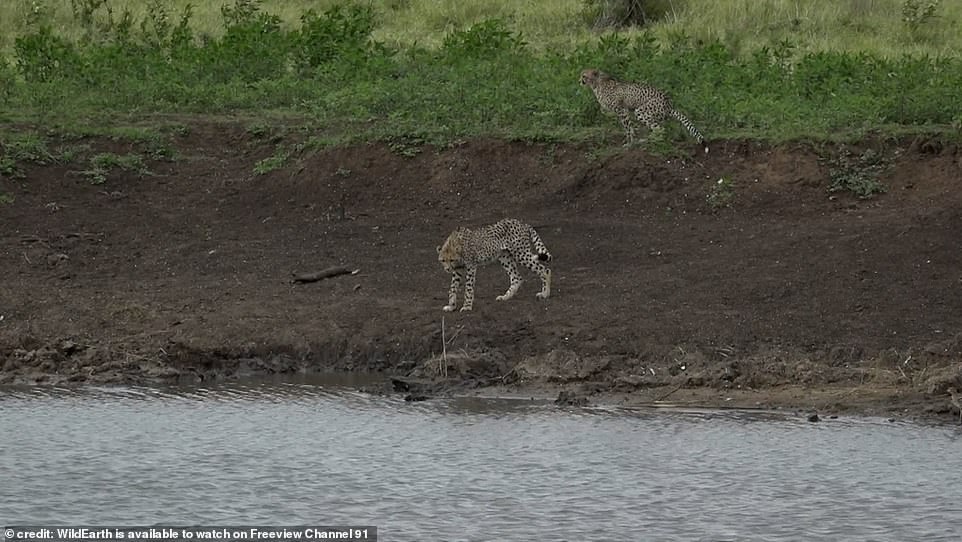 Footage shot in South Africa shows a cheetah tentatively approaching the shore of a watering hole