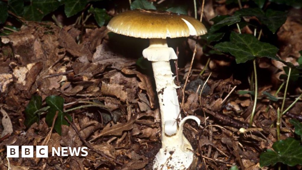 Australian lethal mushroom mystery survivor leaves
hospital