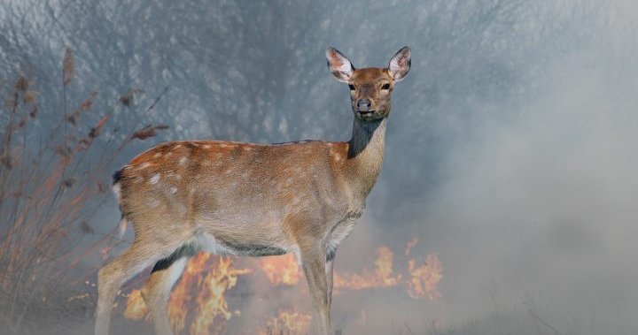 B.C. deers proven as stressed during wildfires through poop: researchers
