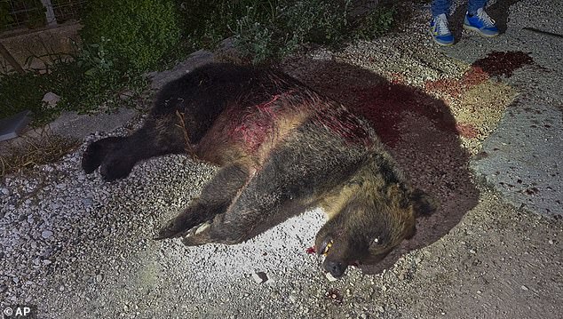 Bear slaughter horror: Mother bear who charmed tourists as she wandered through Italian town with her cubs is found shot dead hours later, sparking outcry