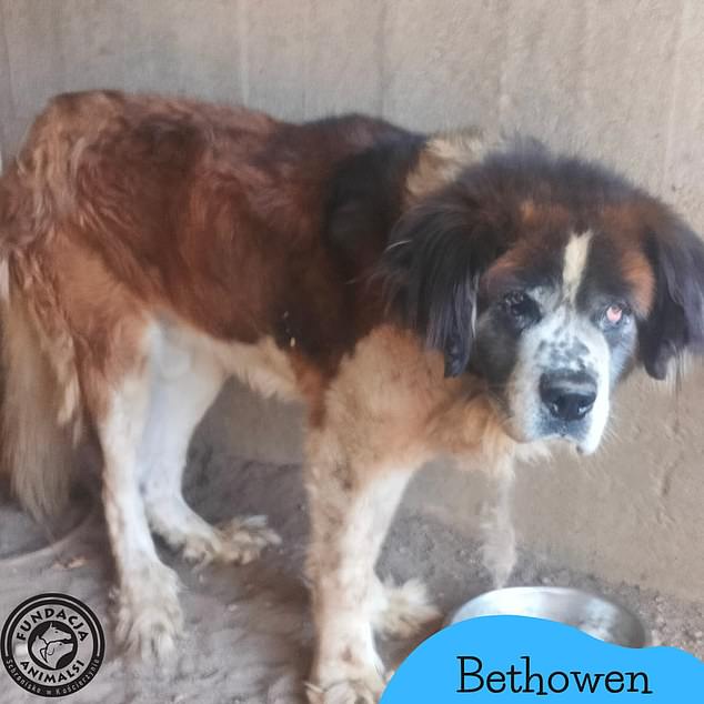 An animal charity which is now looking after the elderly dog called Bethowen believe he was deliberately starved and spent his entire life chained up