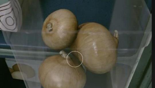 Forget space combat, just look at Starfield's onions