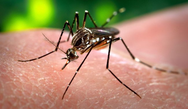 Hamilton moves risk for West Nile virus infection to high after first local human case discovered – Hamilton