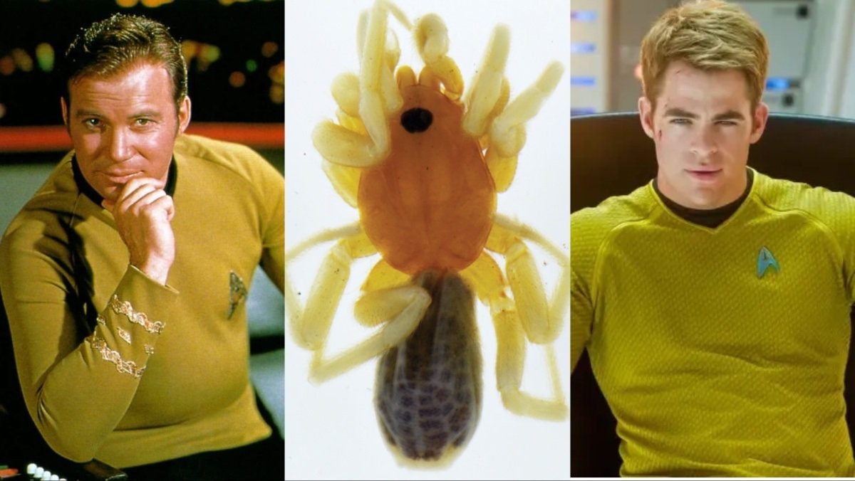 Captain James T Kirk (William Shatner, Chris Pine) and the Latin-American spider named after him.