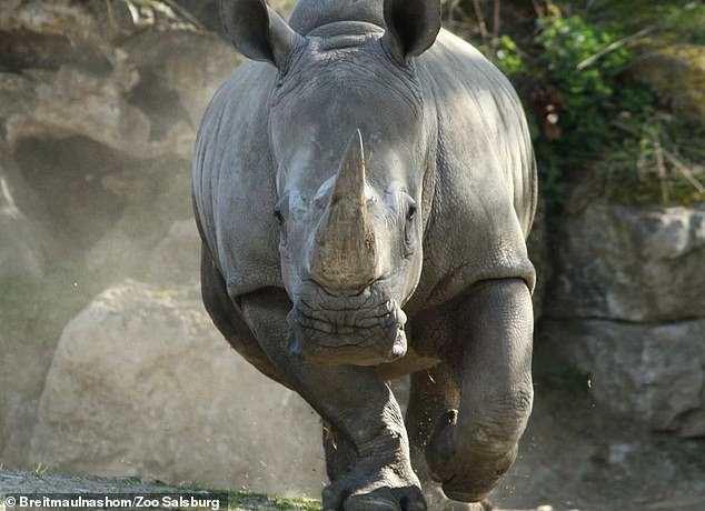The 33-year-old woman is thought to have been trying to apply insect repellent when she was fatally injured by a 1.8-ton rhinoceros called Yeti at the Hellbrunn zoo (pictured)
