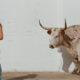Middle of Nowhere finds Kacey Musgraves at a creative crossroads