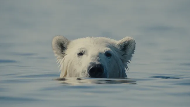 Sundance 2026 Movies Sold So Far (Updating List)