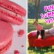 Choose Some Pink Things And We'll Reveal Which "Legally Blonde" Character Matches Your Summer Vibe