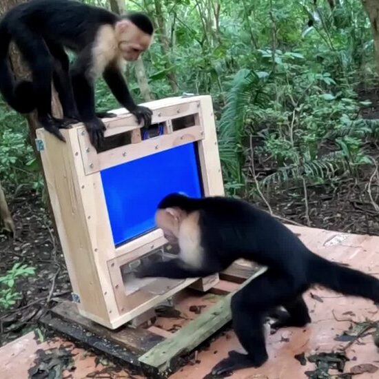 In This Costa Rican Forest, Monkeys Come Face-to-Face With A.I.