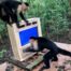 In This Costa Rican Forest, Monkeys Come Face-to-Face With A.I.