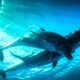 PBS, BBC Set New 'Nova' Evolution Science Series