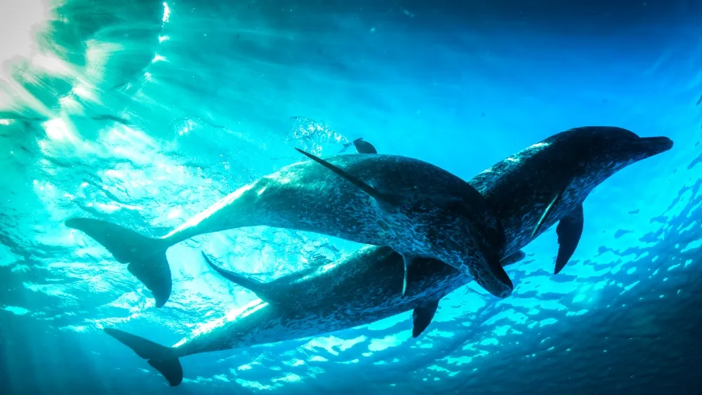 PBS, BBC Set New 'Nova' Evolution Science Series
