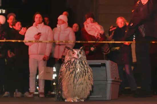 'Wild Inside' Review: Flaco the Owl Can Still Change Your Life