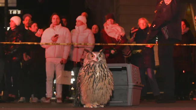 'Wild Inside' Review: Flaco the Owl Can Still Change Your Life