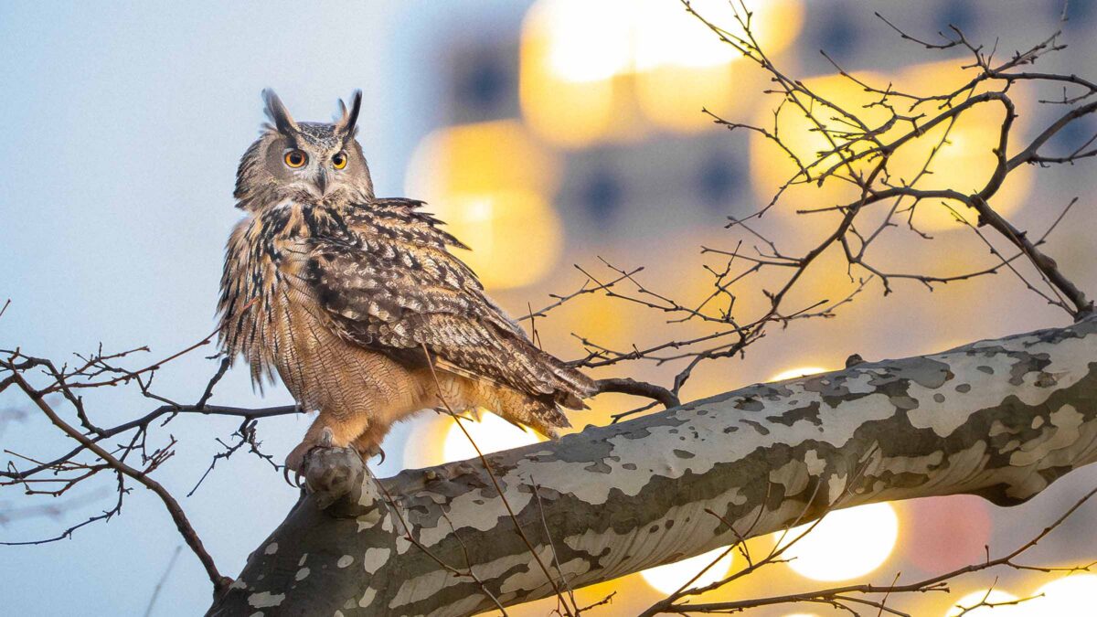 INTERVIEW: Director Penny Lane on Learning to See Through the Eyes of an Owl