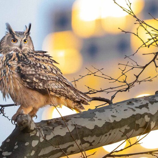 INTERVIEW: Director Penny Lane on Learning to See Through the Eyes of an Owl