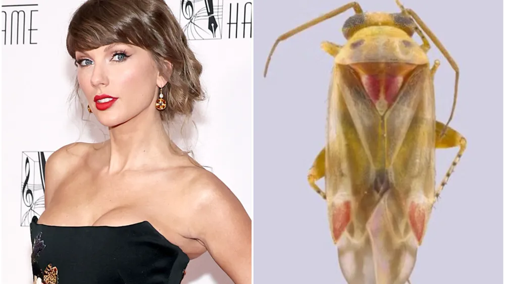 Taylor Swift Inspires Name for Newly Discovered Plant-Eating Insects