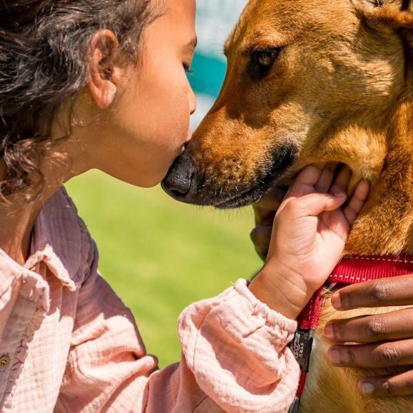 World Animal Day festival takes place at Cape Town’s Sea Point Promenade